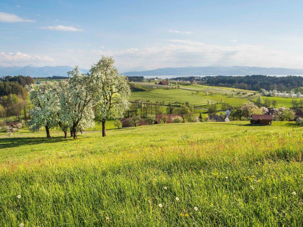 Blick über das blühende Lindauer Hinterland bei Bechtersweiler