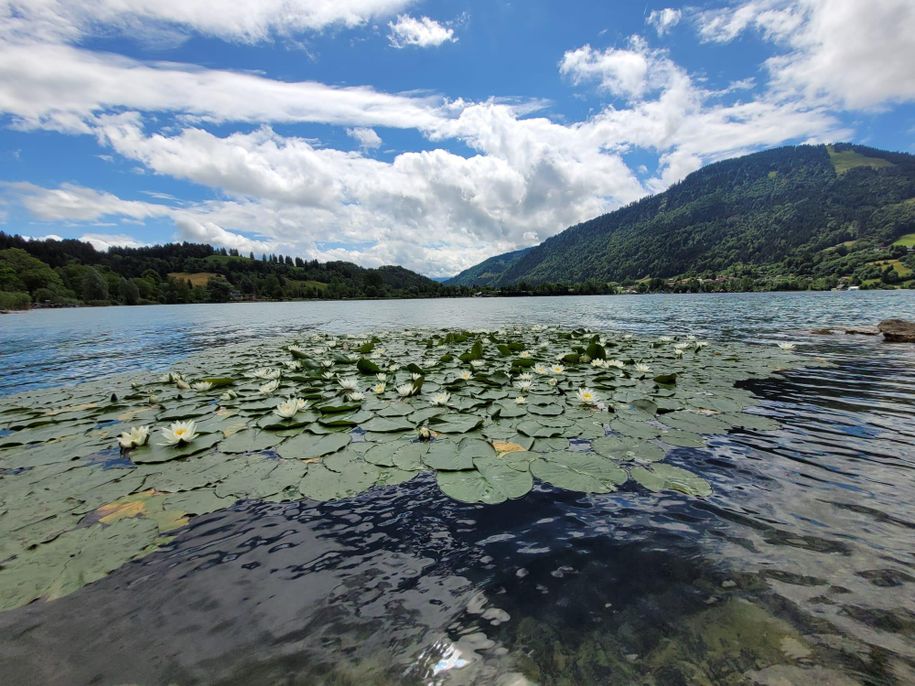 Seerosen am Alpsee