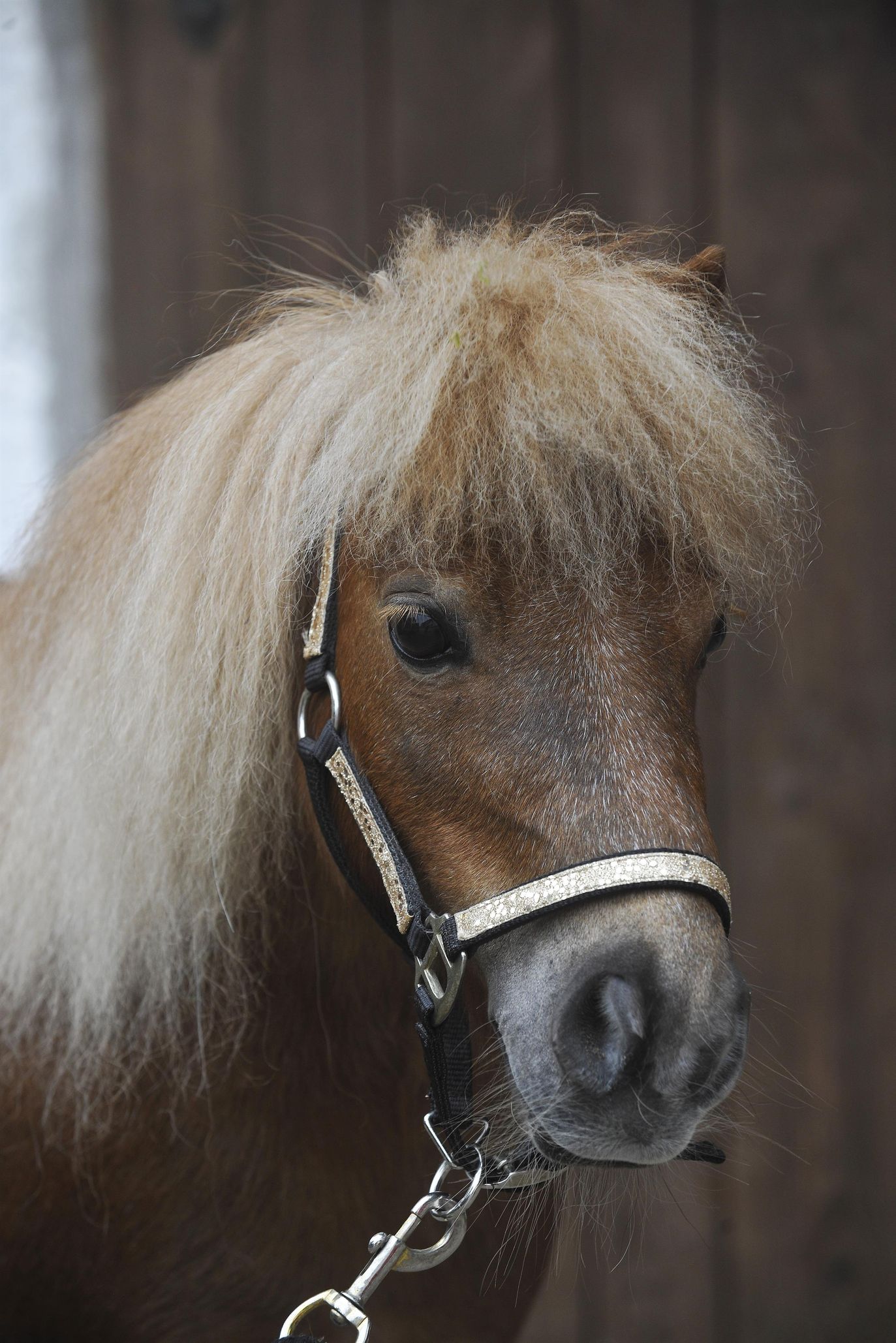 Minishetti Sophie füe die Kleinsten