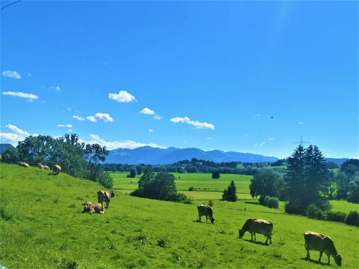 Ferienwohnung Edelweiss, Heidi 7
