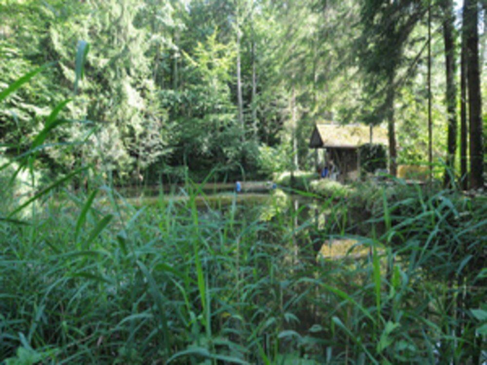 Nicht weit weg - ein Forellenweiher