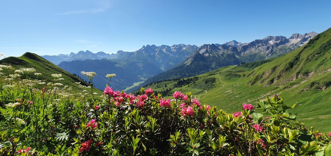 Alpenrosenblüte