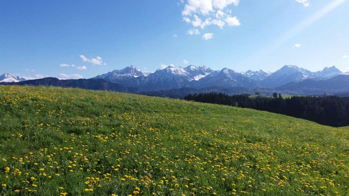 Löwenzahnwiese im Mai 2016