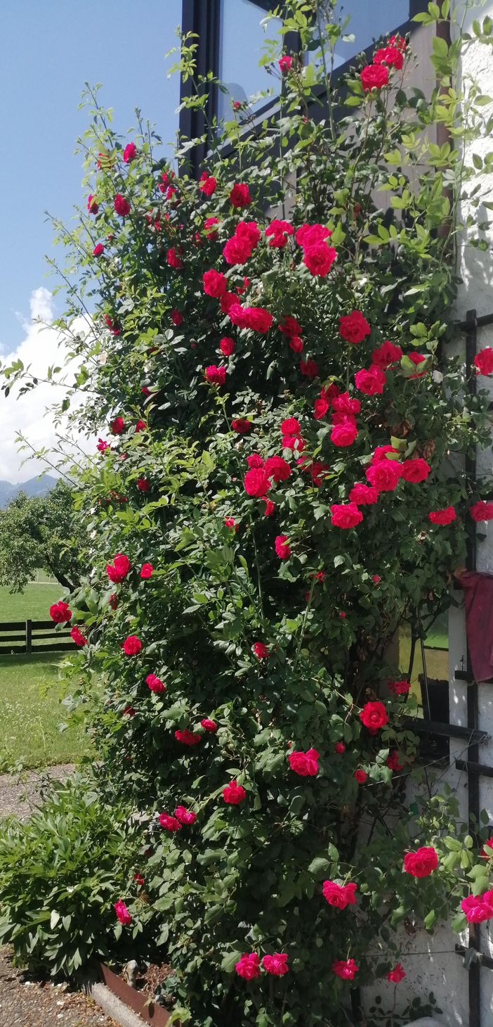 Rosenbusch am Haus