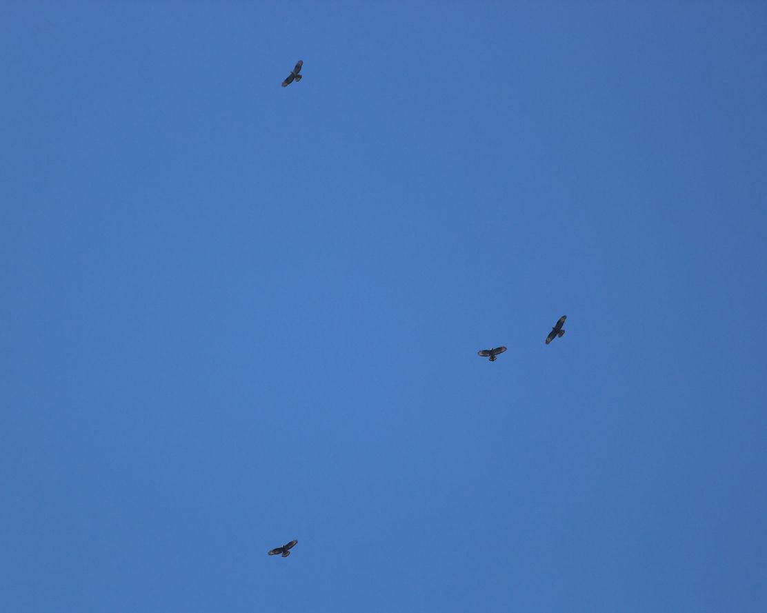 Wespenbussard_F_Steinmeyer