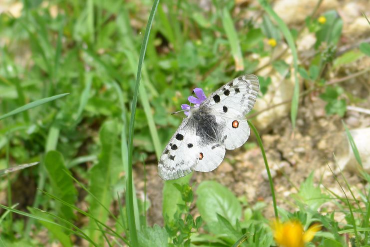 Im Lebensraum des Apollofalters_Rolf Eberhardt