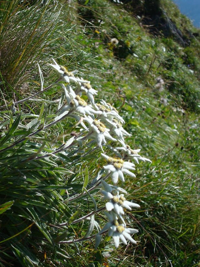 Bergblumen