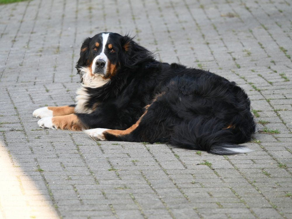 Bernsennen Hund Leni