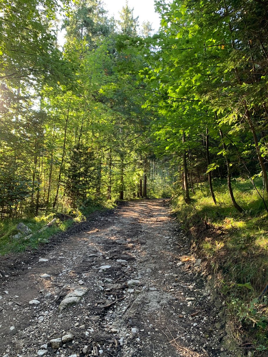 Forstweg Richtung Roßmoos