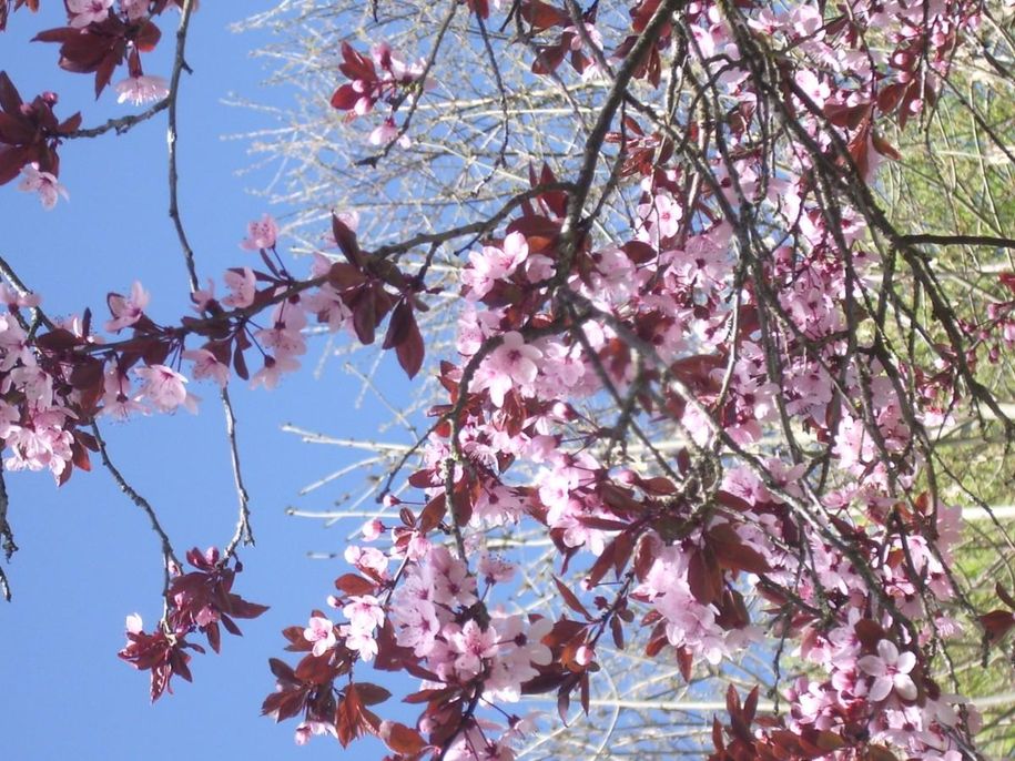 Blütenhimmel