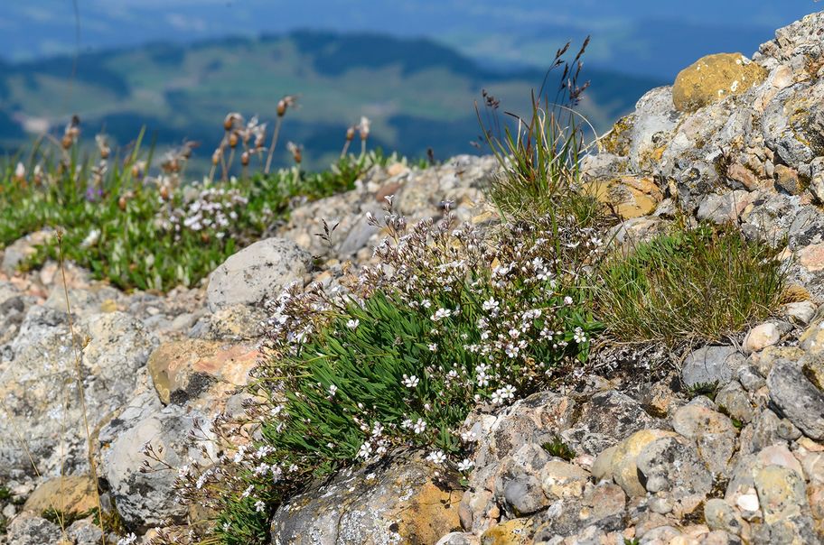 Vom Hochgrat über die Nagelfluhkette zum Mittag
