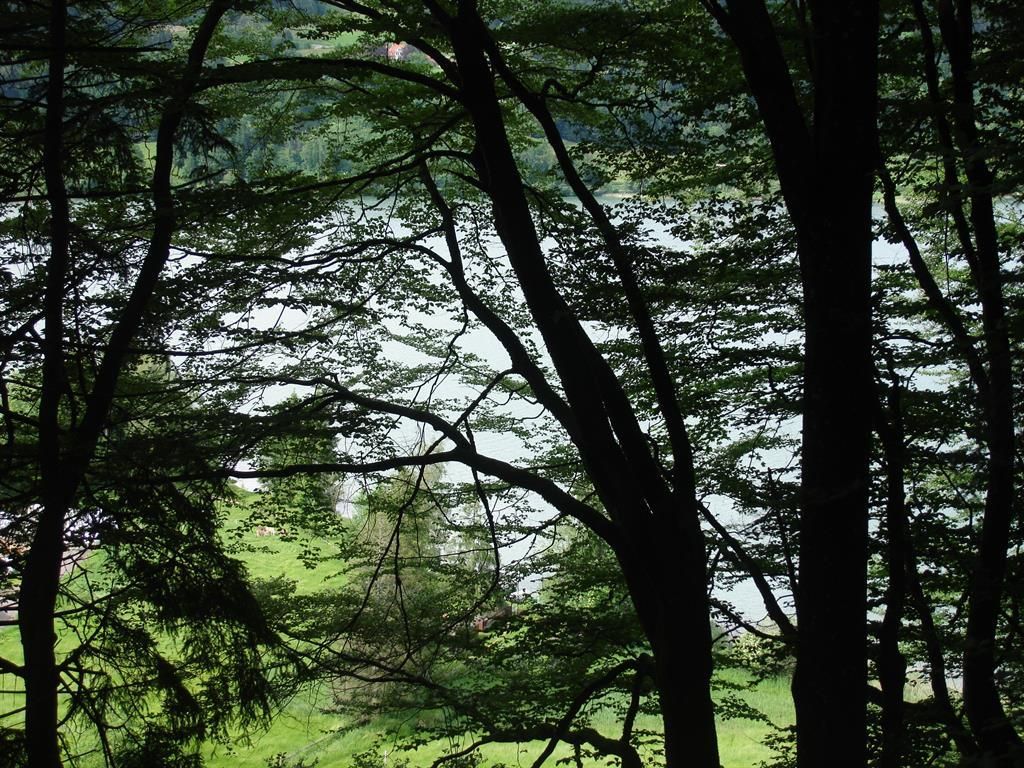 озеро сквозь дерево 2 NN