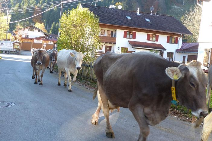 Gang durchs Dorf zur Weide