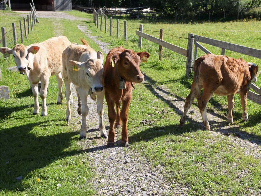 Unsere Kälbchen