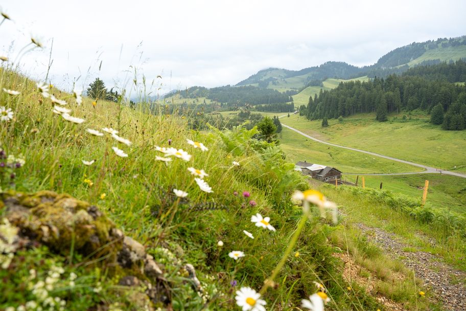 Auf dem Weg zum Kojenstein