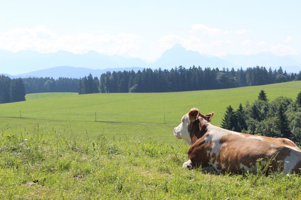 Kuh Emma genießt den Ausblick