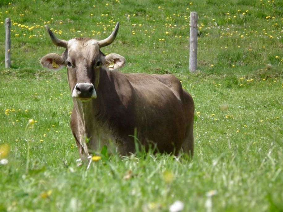 Unsere Hörnerkühe auf der Weide
