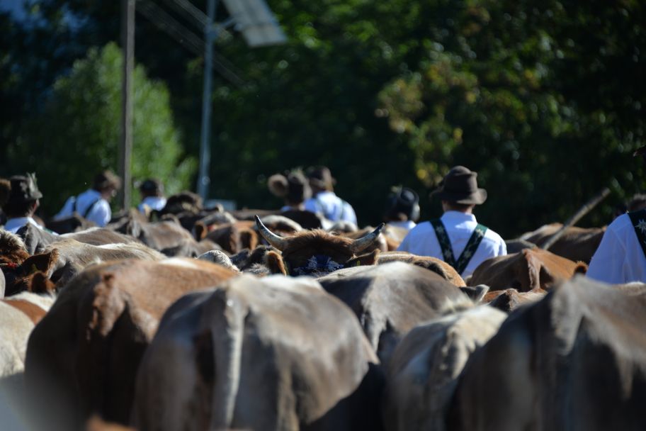 Viehscheid Gunzesried