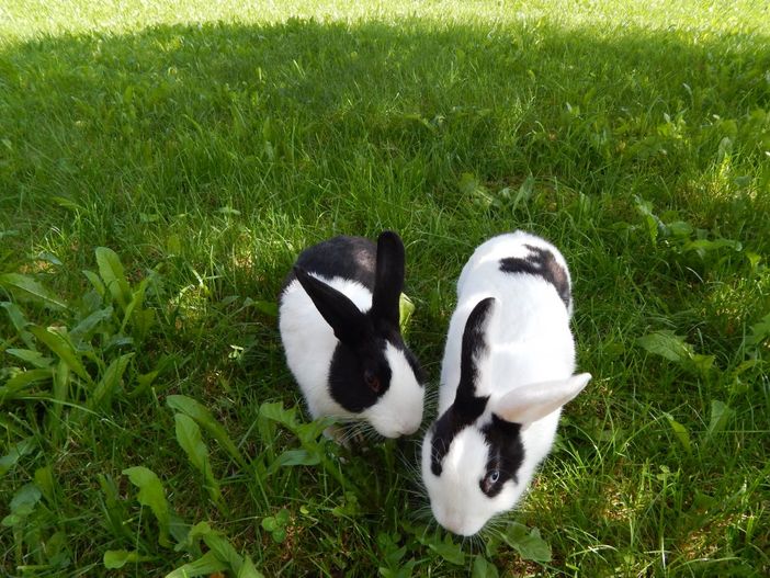 Hobbit und Rocky beim Futtersuchen.