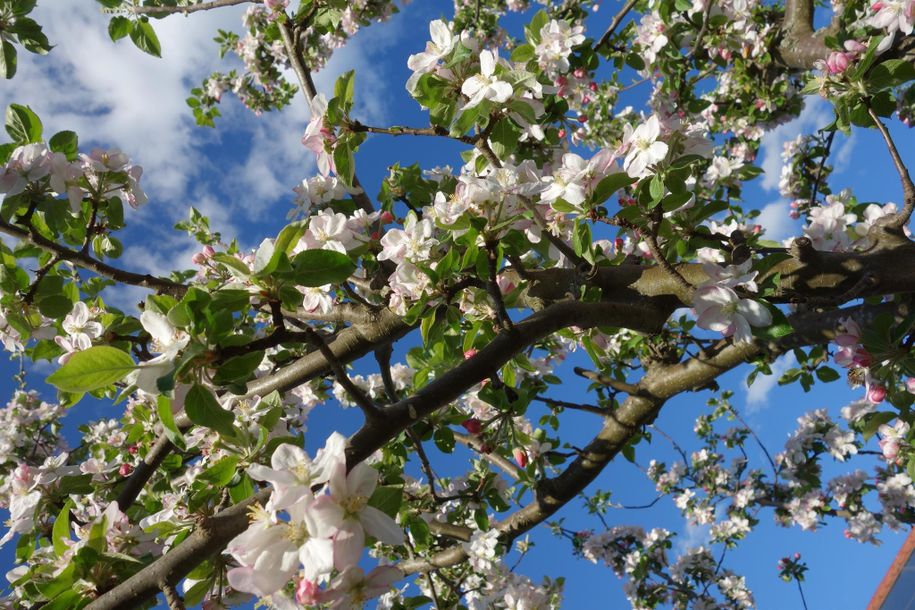 Frühling
