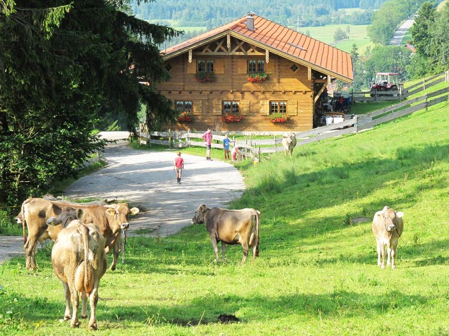 Unsere Alpe "Halden"