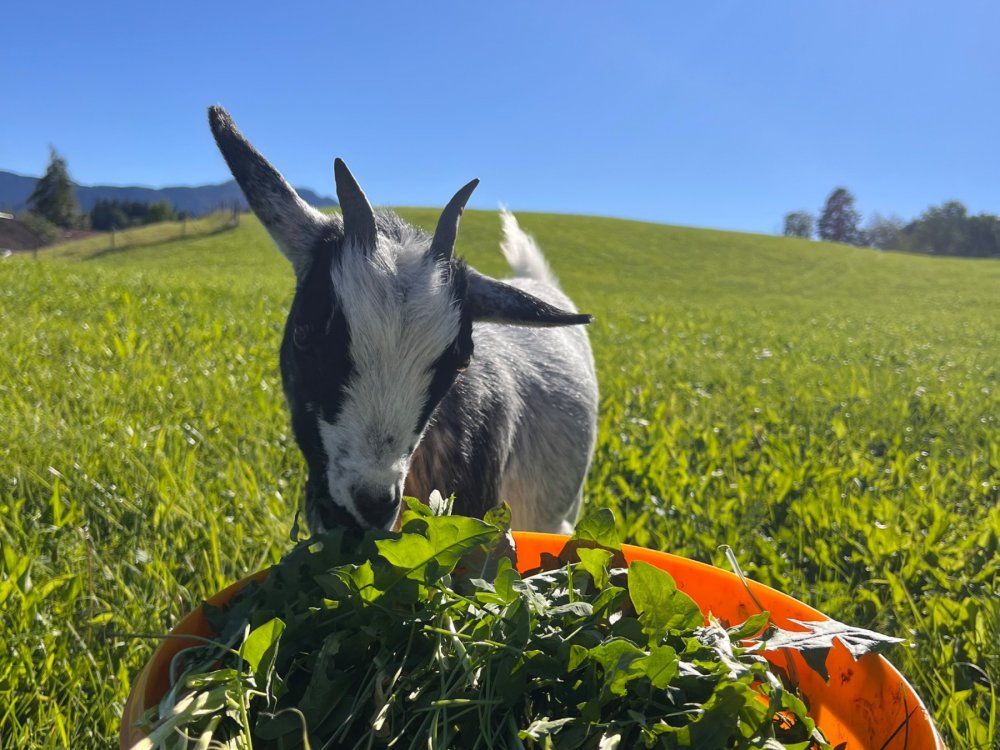 Unsere Zwergziegen lieben den Sommer