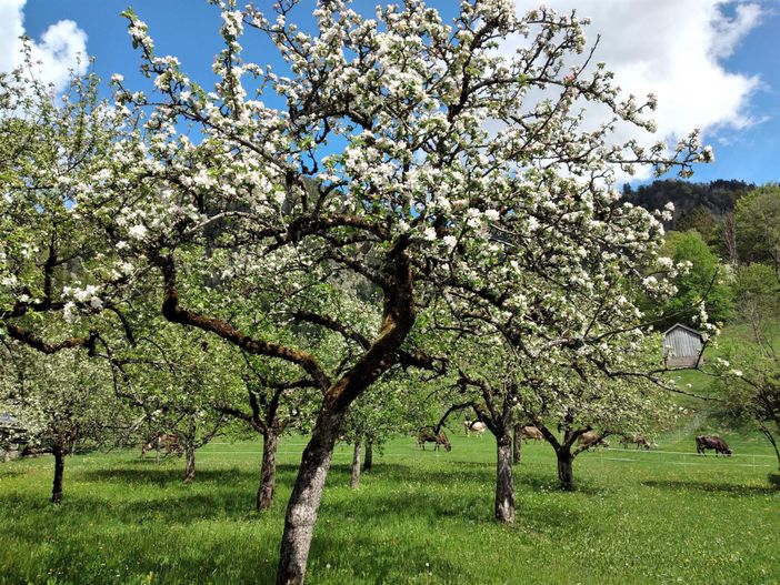 laendliche_idylle