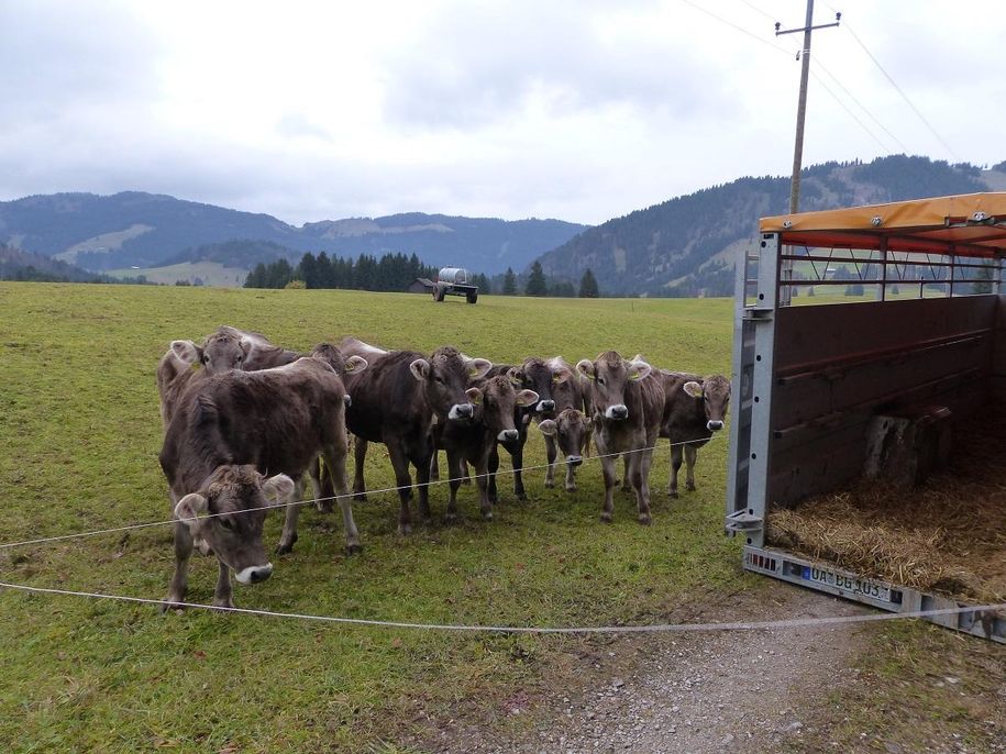 Umzug zur nächsten Weide Spätsommer