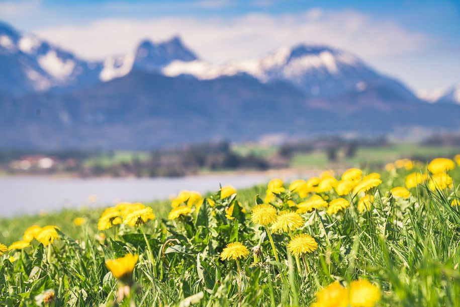 Löwenzahnblütenwochen im Allgäu