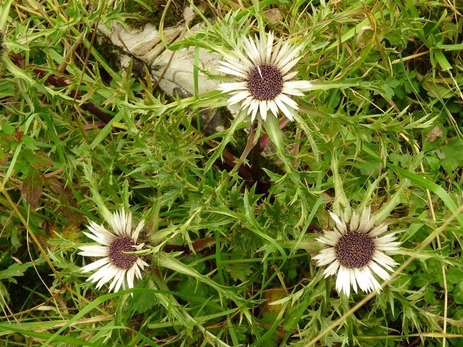 Silberdistel