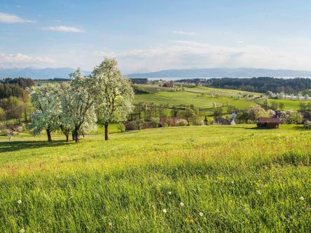 Blick über das blühende Lindauer Hinterland bei Bechtersweiler