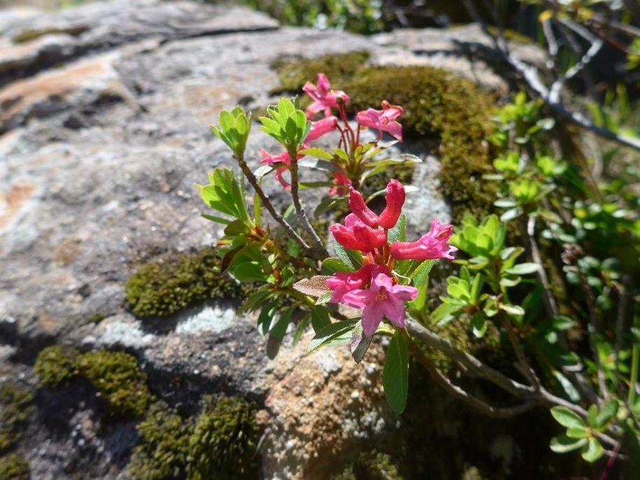 Alpenrosen am Rangiswander Horn