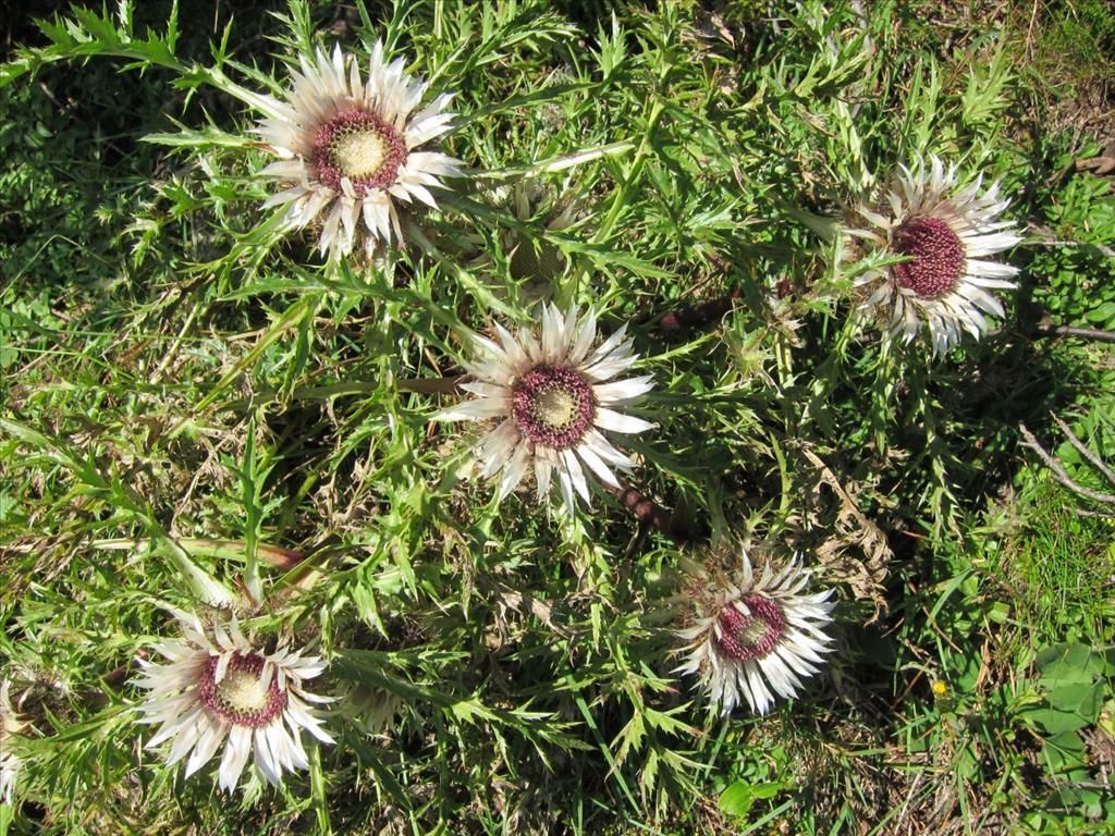 Silberdistel - Herbstblume im Allgäu