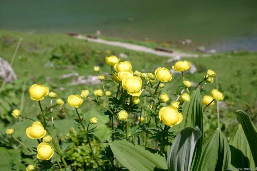 Schöne Sommerblumen