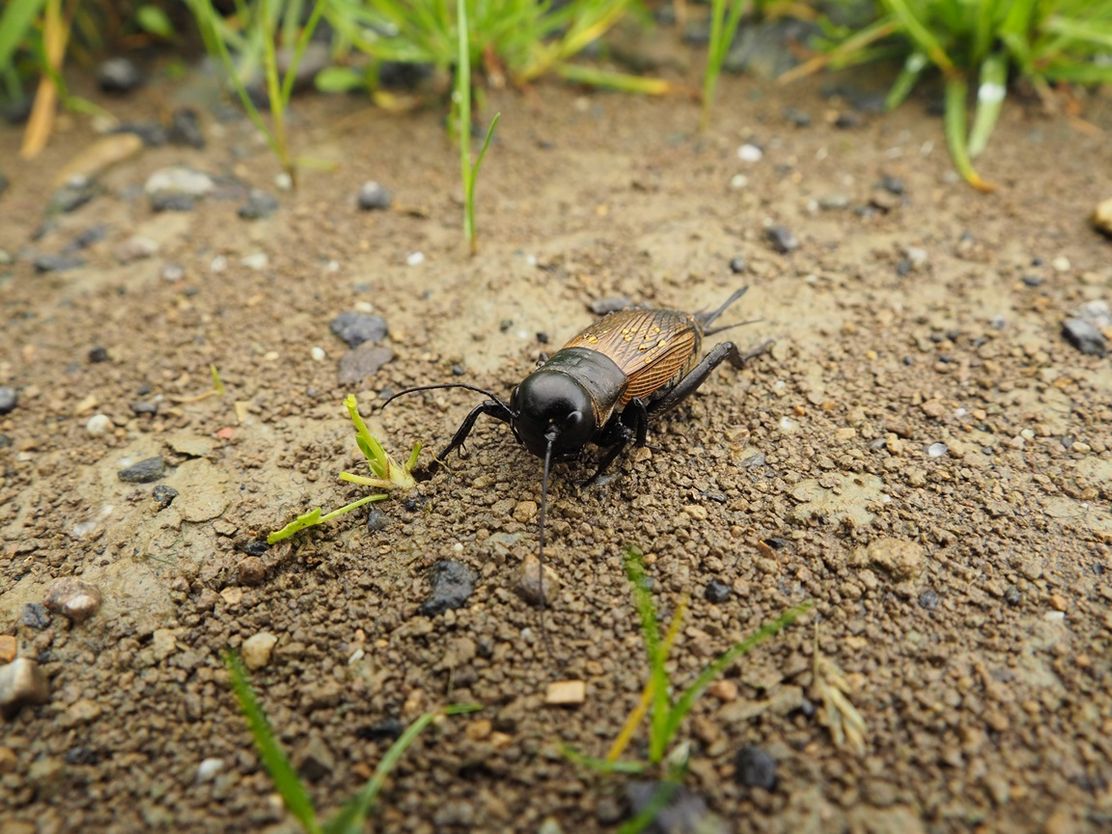 Von Schaufliegern, Tänzern und duftenden Betörern
