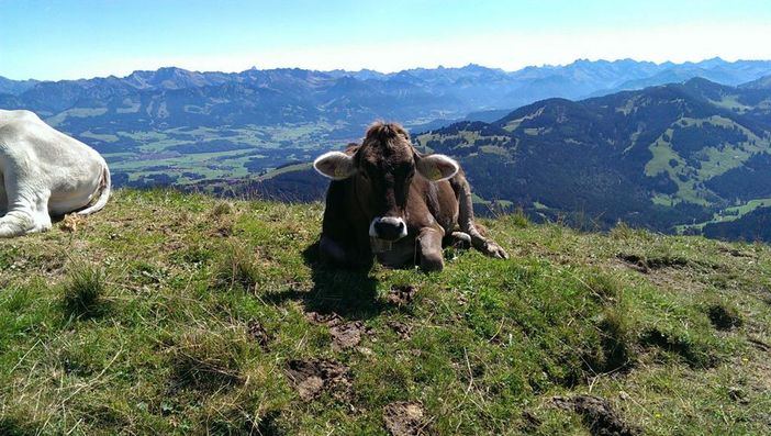 Kuh_Sommerlandschaft