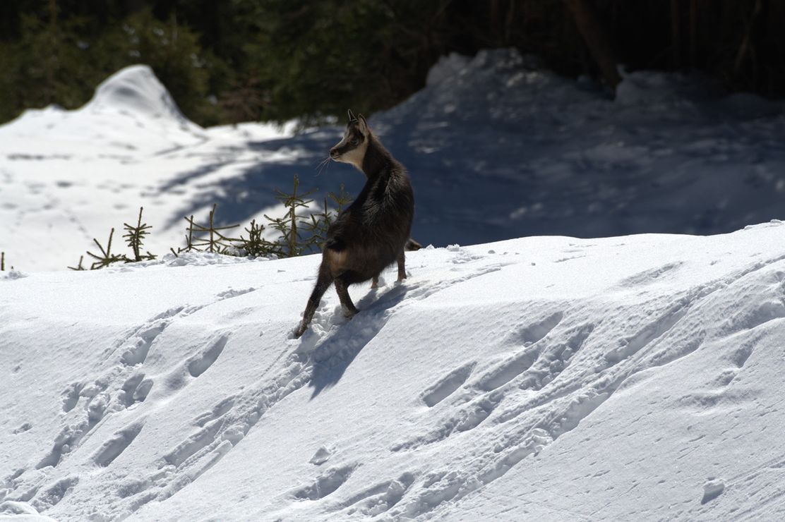 Mit dem Ranger unterwegs_Gams_Schnee_Rolf Eberhardt (2)
