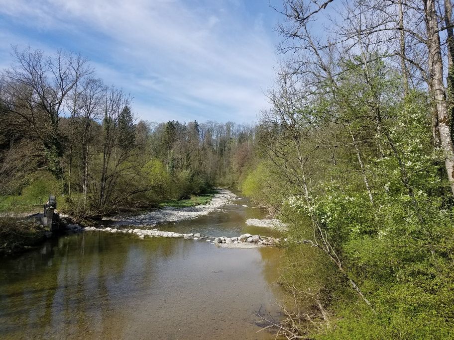 Frühlingsgrün der Argen