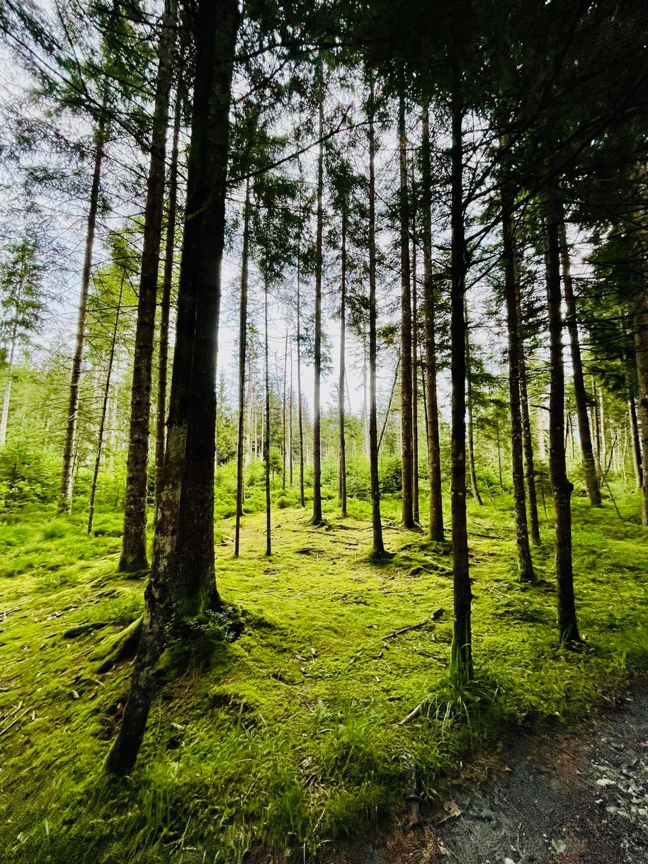 Tiefenberger Moor