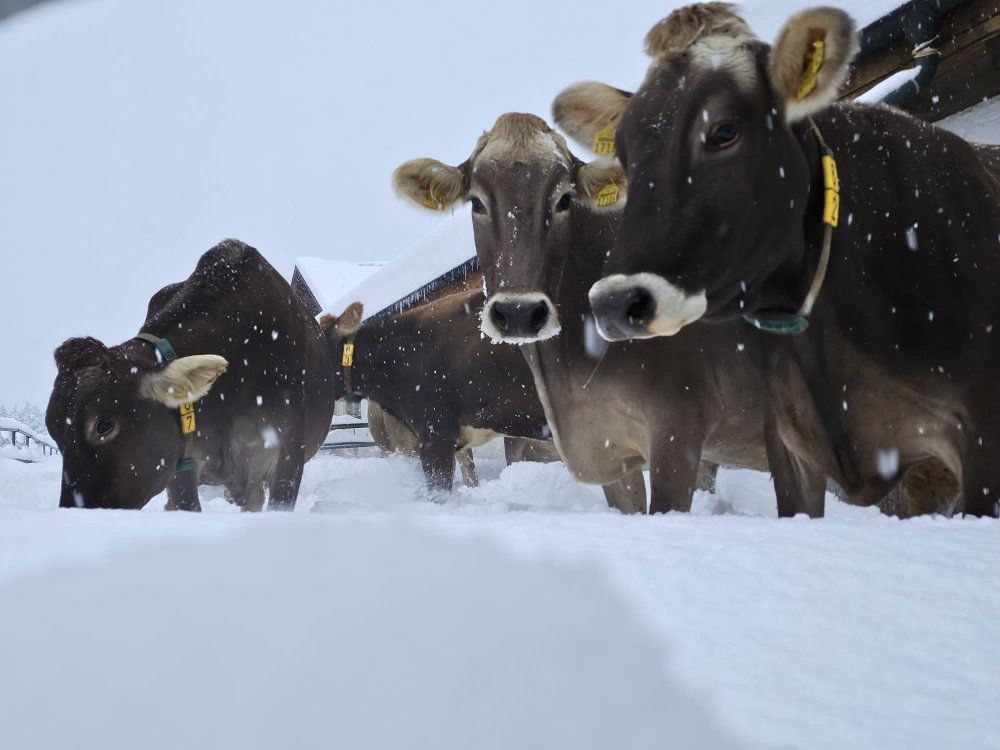 WhatsApp Bild 2025-11-23 um 17-00-36_3ffb1e9b