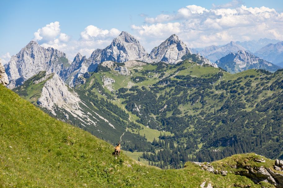 Gämse vor Alpenkulisse am Aggenstein