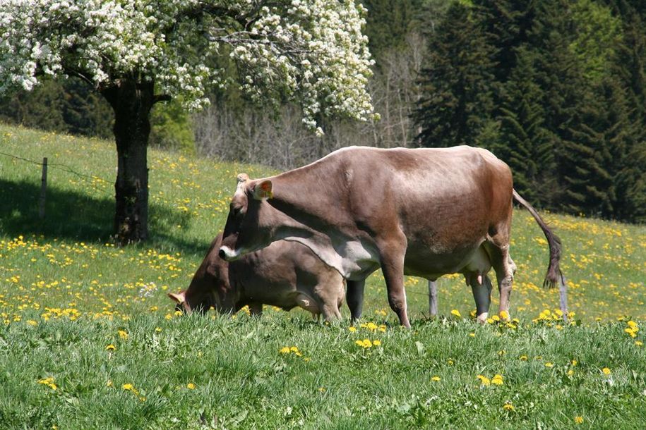 Kühe