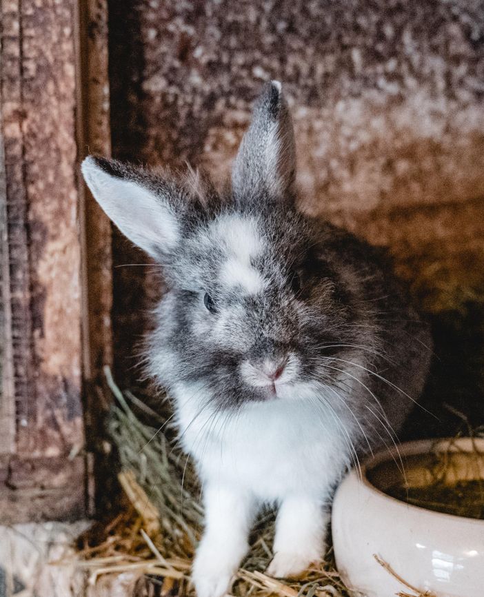 unser Hase Stupsi