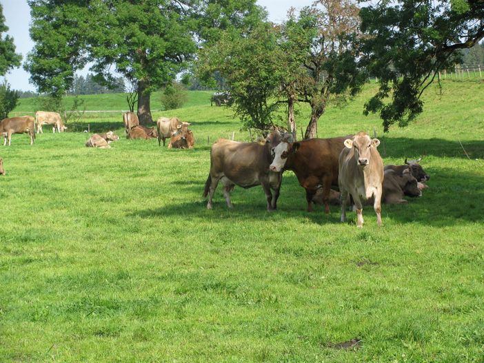 Allgäuer Braunvieh