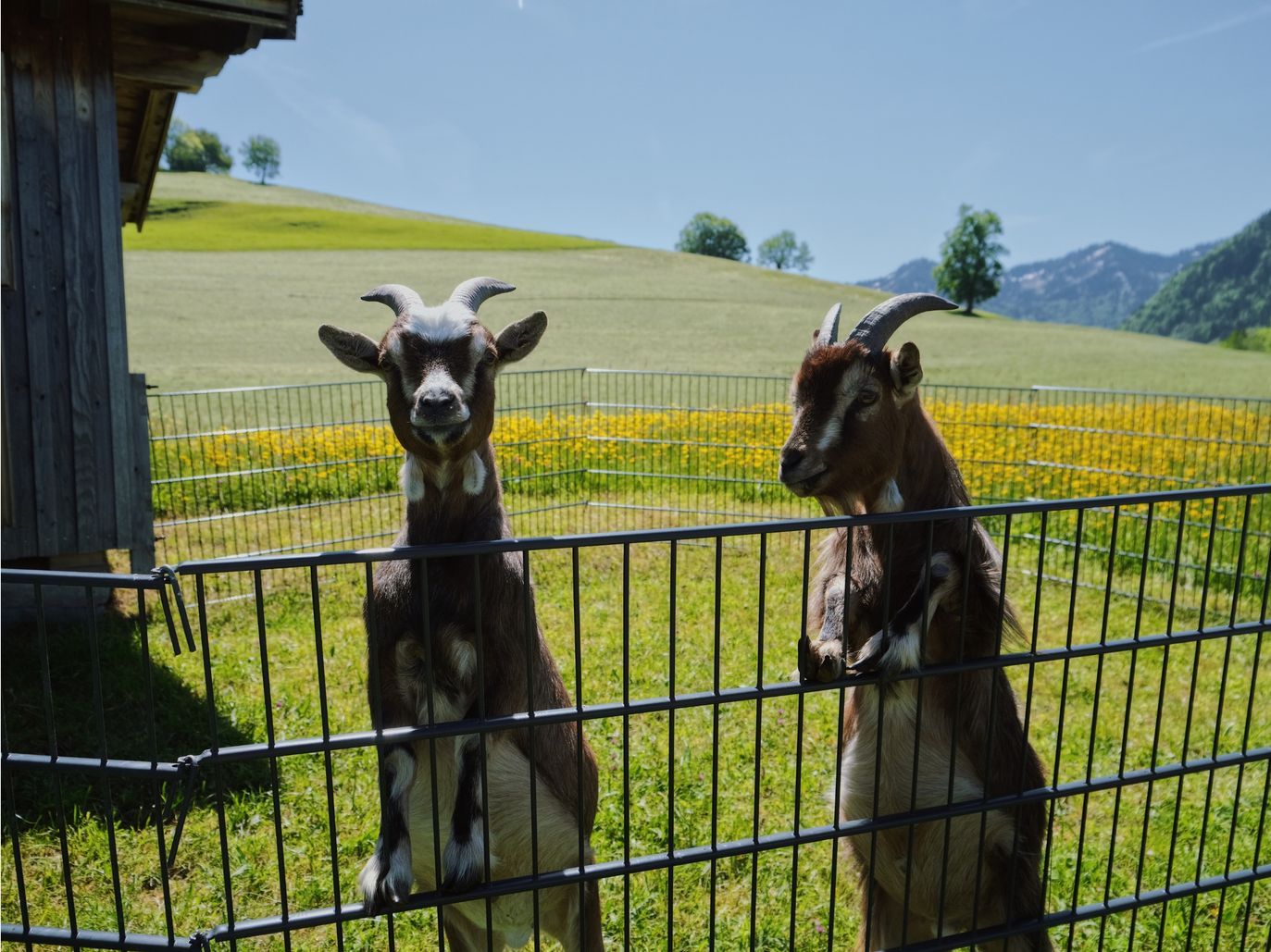 Ziegen