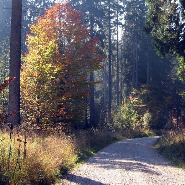 Waldsträßle