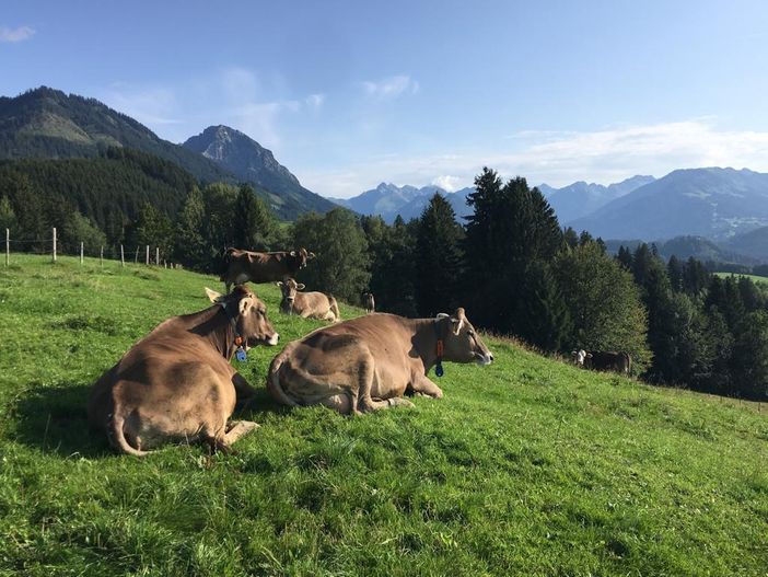 Kuhidylle in Hochweiler Blick in die Berge