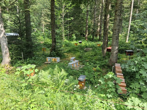 Imkerei: Belegstelle Oberallgäu