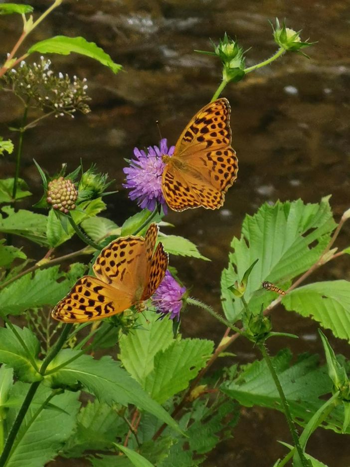 Schmetterlinge am Eistobel (20 km entfernt) 1