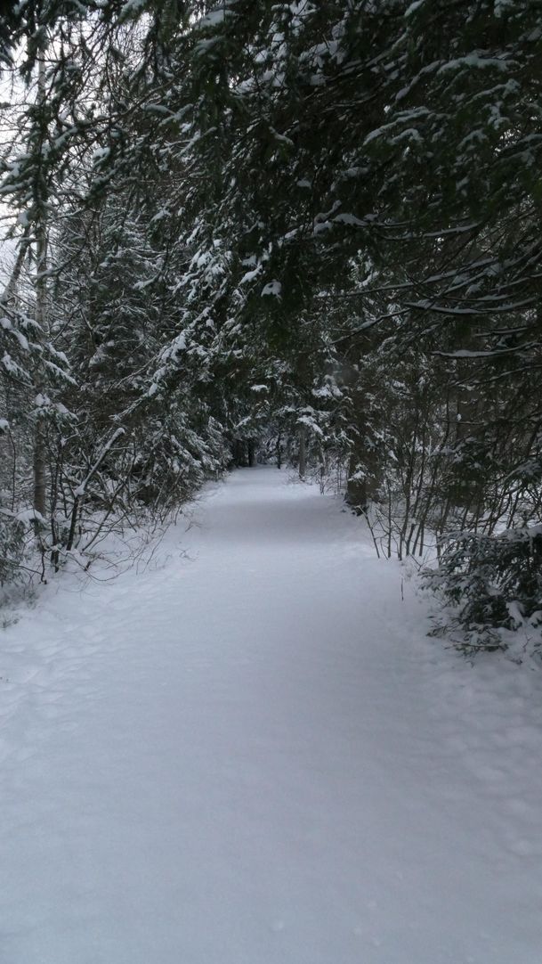 Winterweg durchs Moor